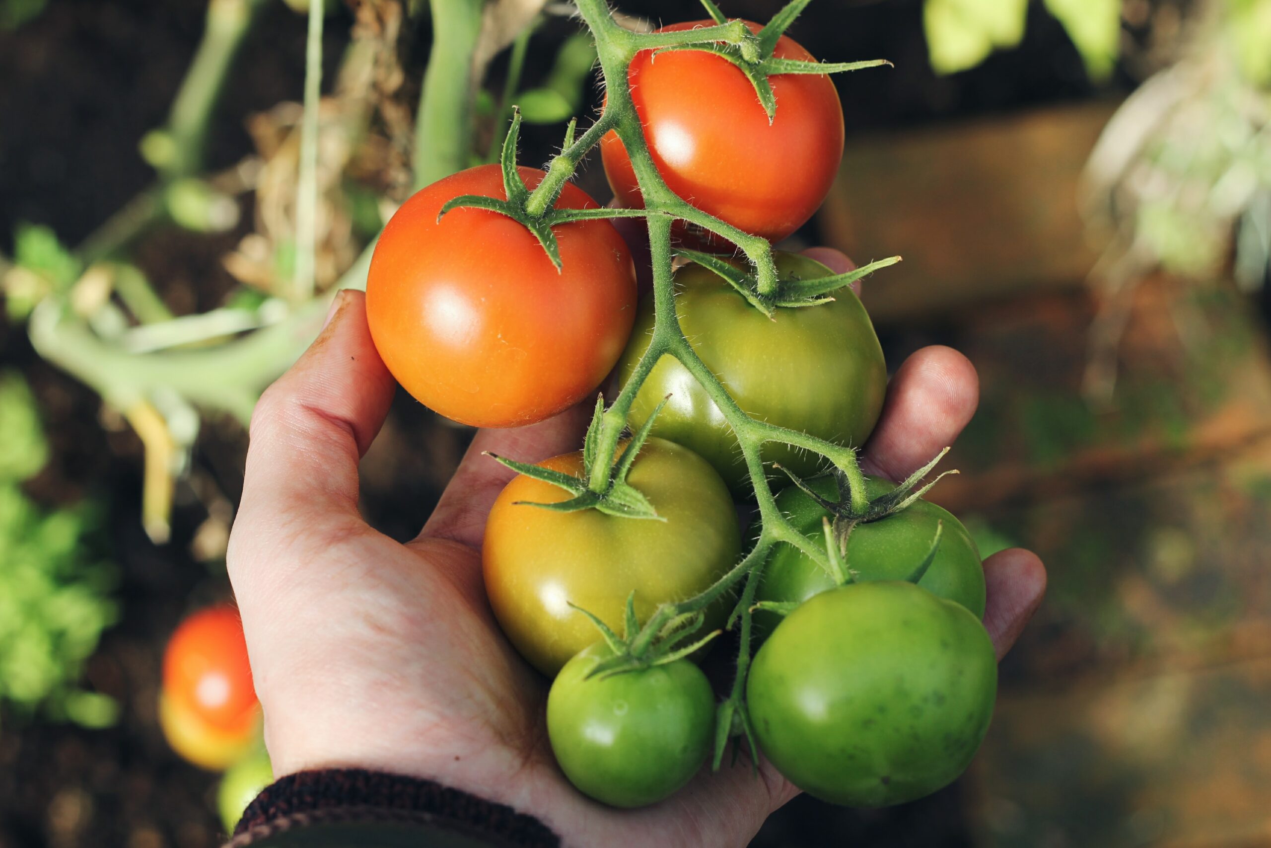 Photo of Tomato Plants