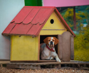 Photo of dog in doghouse