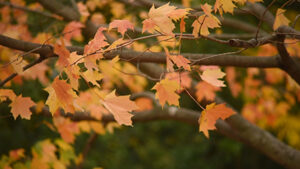 Photo of Wind Blowing Autumn Leaves